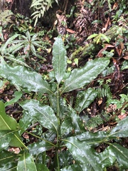 Beilschmiedia erythrophloia