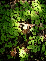 Hydrocotyle elongata