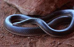 Atractaspis bibronii