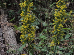 Solidago squarrosa