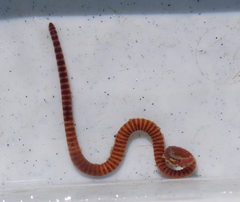 Lumbriculus variegatus