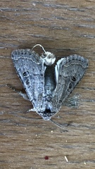 Protorthodes melanopis