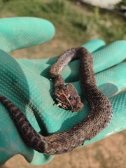 Crotalus armstrongi