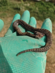 Crotalus armstrongi