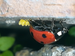 Coccinella septempunctata