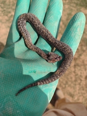 Crotalus armstrongi