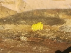 Coccinella septempunctata