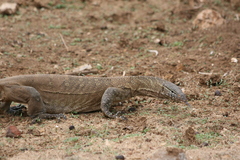 Varanus niloticus