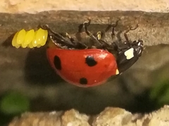 Coccinella septempunctata