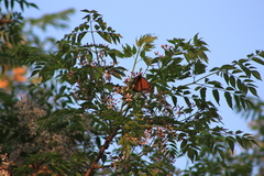 Danaus plexippus