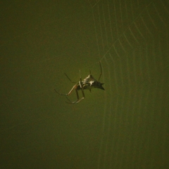 Micrathena nigrichelis