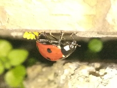 Coccinella septempunctata
