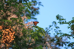 Danaus plexippus plexippus
