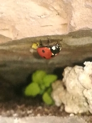 Coccinella septempunctata