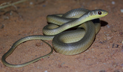 Psammophis brevirostris