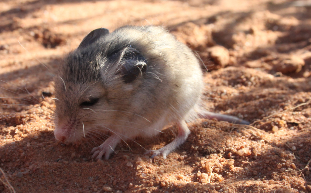 Long-eared Desert Mouse