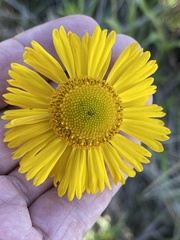 Helenium drummondii