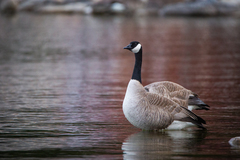 Branta canadensis
