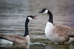 Branta canadensis