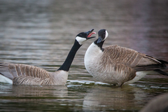 Branta canadensis