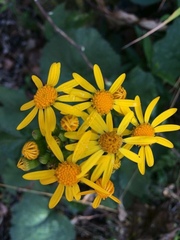 Packera coahuilensis