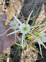 Hymenocallis liriosme