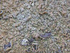 Xanthoparmelia loxodes