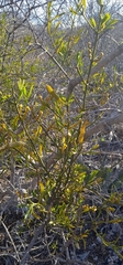 Phoradendron forestierae