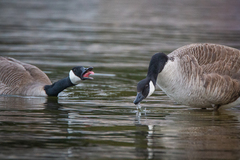 Branta canadensis