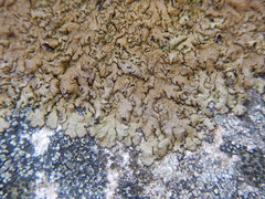 Xanthoparmelia loxodes