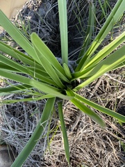 Hymenocallis liriosme