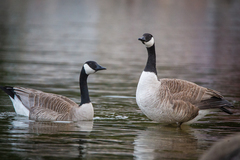 Branta canadensis