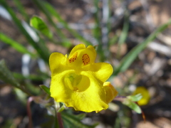 Hemimeris sabulosa