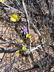 Hemimeris sabulosa