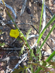 Hemimeris sabulosa
