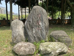 Agathis dammara