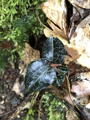 Anoectochilus formosanus