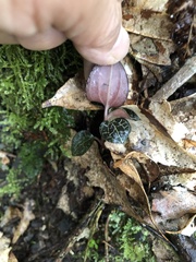 Anoectochilus formosanus