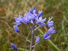Hyacinthoides mauritanica