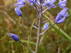 Hyacinthoides mauritanica