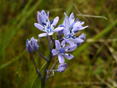 Hyacinthoides mauritanica
