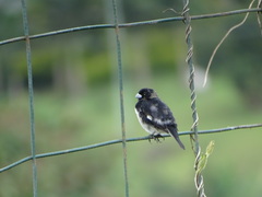 Sporophila luctuosa