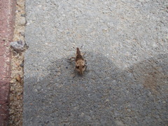 Bothynoderes affinis