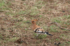 Upupa epops senegalensis