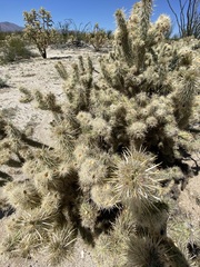 Cylindropuntia sanfelipensis