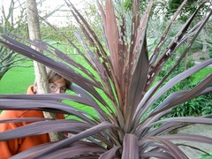 Epiphryne verriculata