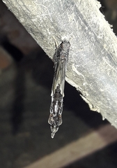 Lymexylidae