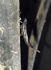 Lymexylidae