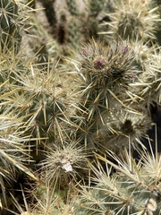 Cylindropuntia sanfelipensis
