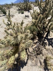 Cylindropuntia sanfelipensis